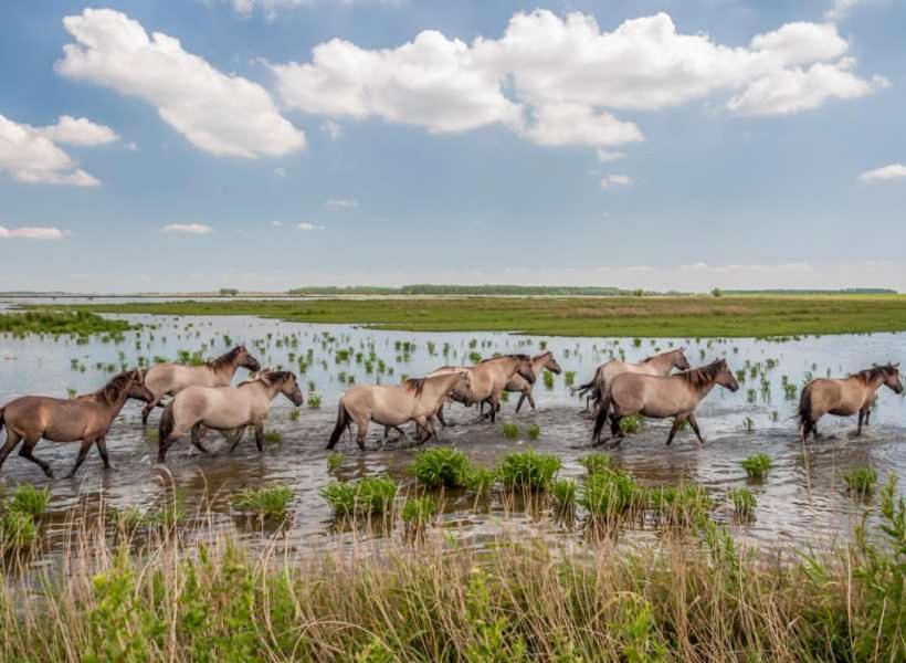 De Lauwersmeer Vogel Mit Eingezaeuntem Garten Anjum Eksteriør bilde