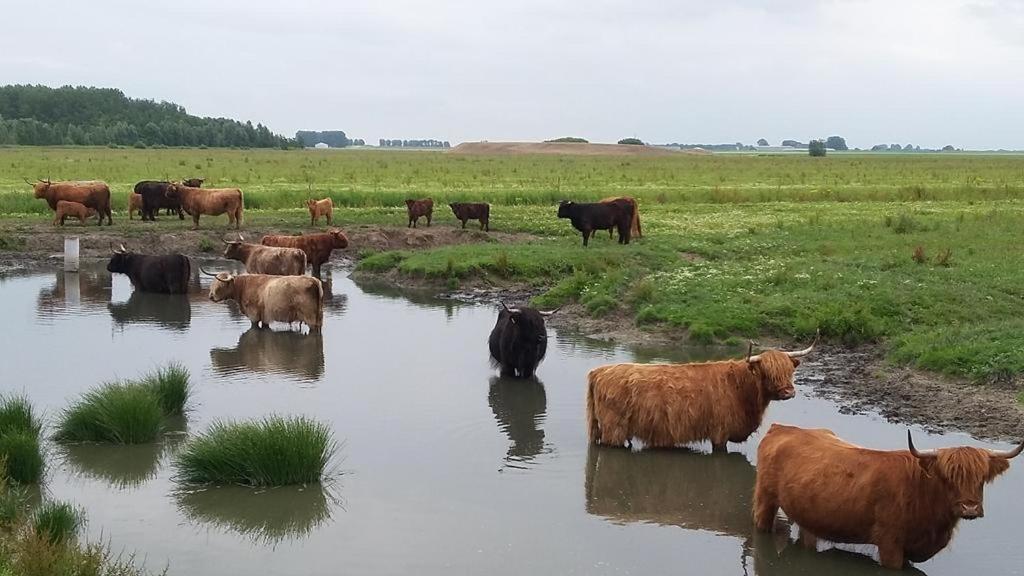 De Lauwersmeer Vogel Mit Eingezaeuntem Garten Anjum Eksteriør bilde